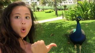 Craziest Animal Encounters Caught 😳