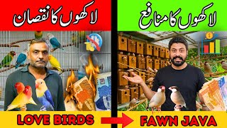 Loss of Rs 35 Lakh and Comeback from Fawn Java! | Best Bird Business Idea in Pakistan 💸