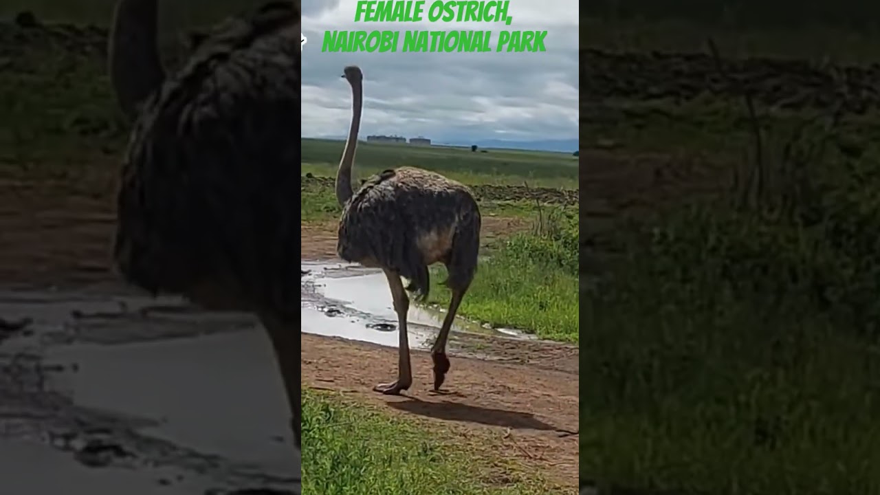 The female ostrich is grey. 