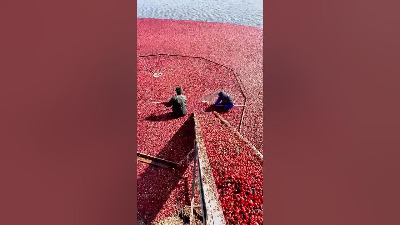 Incredible Harvest! Farmers Collect Cranberries in a Sea of Red – Full Process Revealed! Incredible Harvest! Farmers Collect Cranberries in a Sea of Red – Full Process Revealed!
