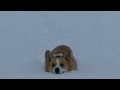 短腿遇大積雪！　柯基犬行動困難只能學兔子前進