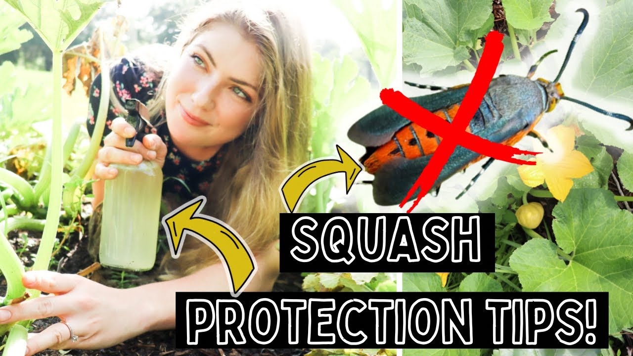 Tired Of Squash Bugs Destroying Your Beloved Crops? DO THIS To Protect