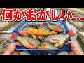 黄金の魚が潜む水路に巨大投網を投げてみた結果...