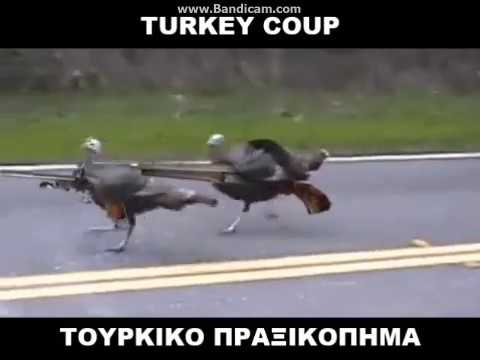Картинки Юмор Удава Задушил Погонял Гуся