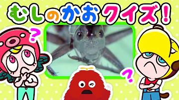 昆虫の顔クイズ キリギリス カマキリ ガチャピン ムックチャンネル For Dキッズ 4 知育アプリ ゲーム実況 子供 赤ちゃんが喜ぶアニメ ネオスキッズtv Mp3