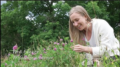 Alterative herbs: Red Clover (Trifolium pratense)