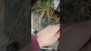 B.a.r.n.f.i.n.d. 15Jahre Alter Power Pc Cadrechner Erster Start Nach Ausgrabung A.r.l.a.r.m.