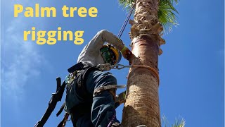 Rigging Palms