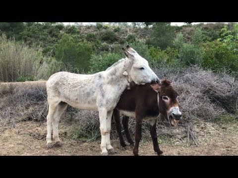 Big horse mating with small donkey very painfull | horse mating with ...