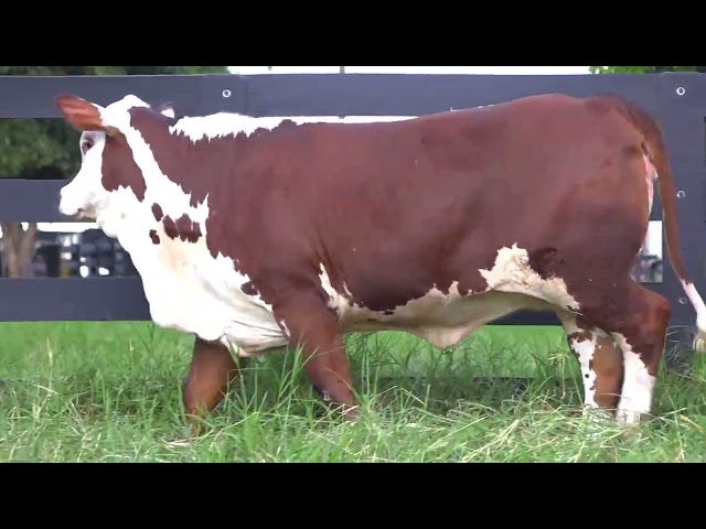 Lote 35   Leilão Virtual Fazenda Nova   Matrizes e Touros