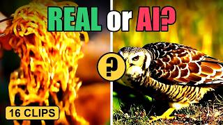 Real vs AI Video Quiz — 16 Clips, 8 Are Fake. Can You Tell? (Episode 6)