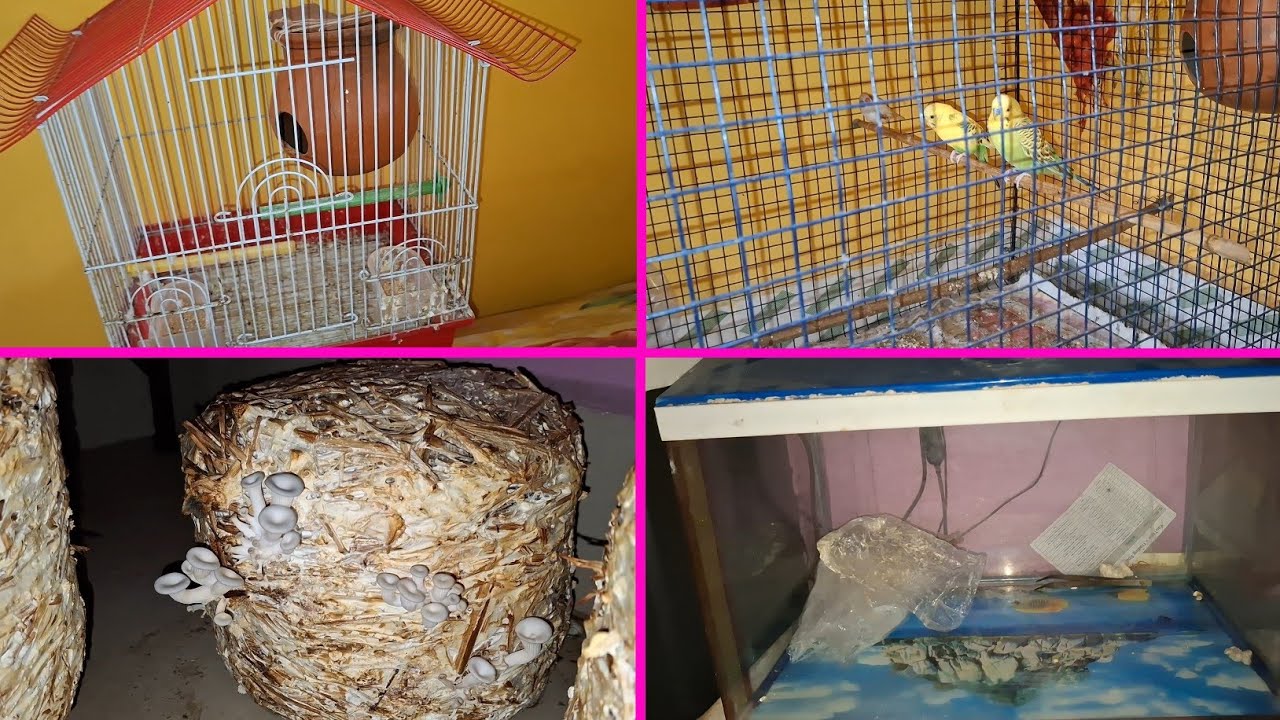 Jevra Fenches matki ke andar kab jayega | Pets Vlogs | Love Birds | Daily Routine 