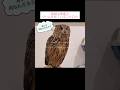 真剣な表情でゲームを見ているフクロウ #owl #フクロウ #かわいい #ユーラシアワシミミズク #鳥
