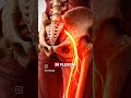 Sciatica...How sciatica worsens with stretch....must know the reason ...don't miss#sciatica#anatomy
