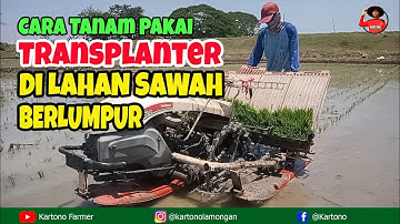 Cara Jitu Tanam Padi Pakai Mesin Transplanter di lahan Sawah Tambak yang Berlumpur dalam