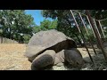 Dallas zoo tortoises in vr180