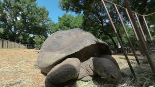 Dallas zoo tortoises in vr180