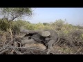 Waking up a huge wild elephant - guess what´s gonna happen with the camera on the end?