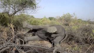 Waking up a huge wild elephant - guess what´s gonna happen with the camera on the end?