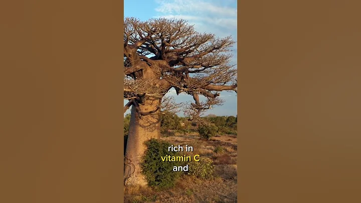 Oldest Tree In The World | Baobab Tree| #nature #trending #viral #youtubeshorts #tree