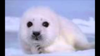 Seal Lullaby Alto