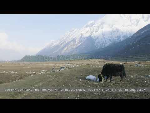 The Himalayan yak