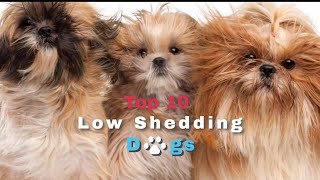 Top 10 Low Shedding Dogs by Simple Dog Facts 439 views 1 year ago 9 minutes, 5 seconds