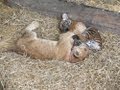 Tiger cub, lion cub and puppies playing