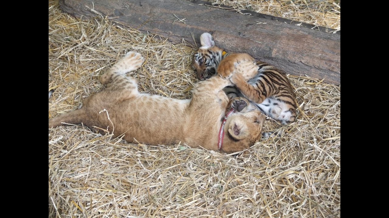 Tiger cub, lion cub and puppies playing - YouTube