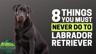 8 Things You Must Never Do to Your Labrador Retriever