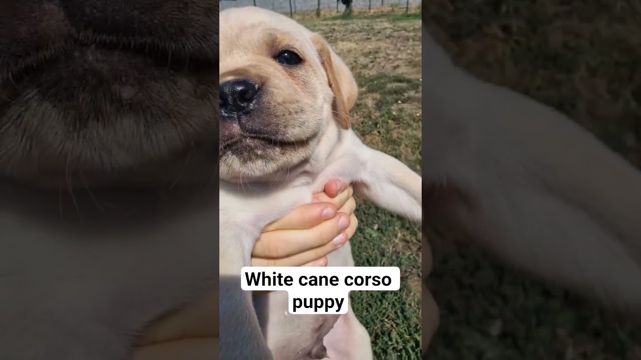 White cane corso puppy from Maxima lux kennel, Europe. #whitecanecorso , #strawcanecorso