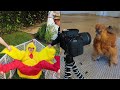 SWITCHING LIVES WITH A CHICKEN