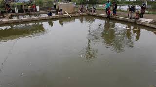 Download Panen Ikan Koi Part 1 Video MP3 Panen Ikan Koi Part 1