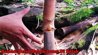 Bambu Petuk Sabdo Lutut Di Belah Ada Buluh Perindunya