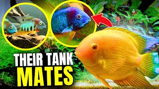 15 BEST Severum Tank Mates...