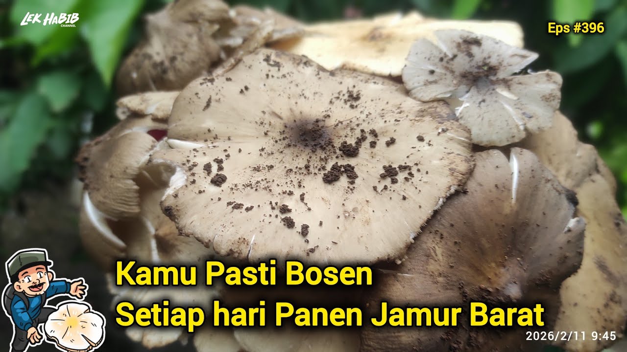 Full Jamur Barat, Gak ada Kata Bosen Cari Jamur Hari ini  Eps #386