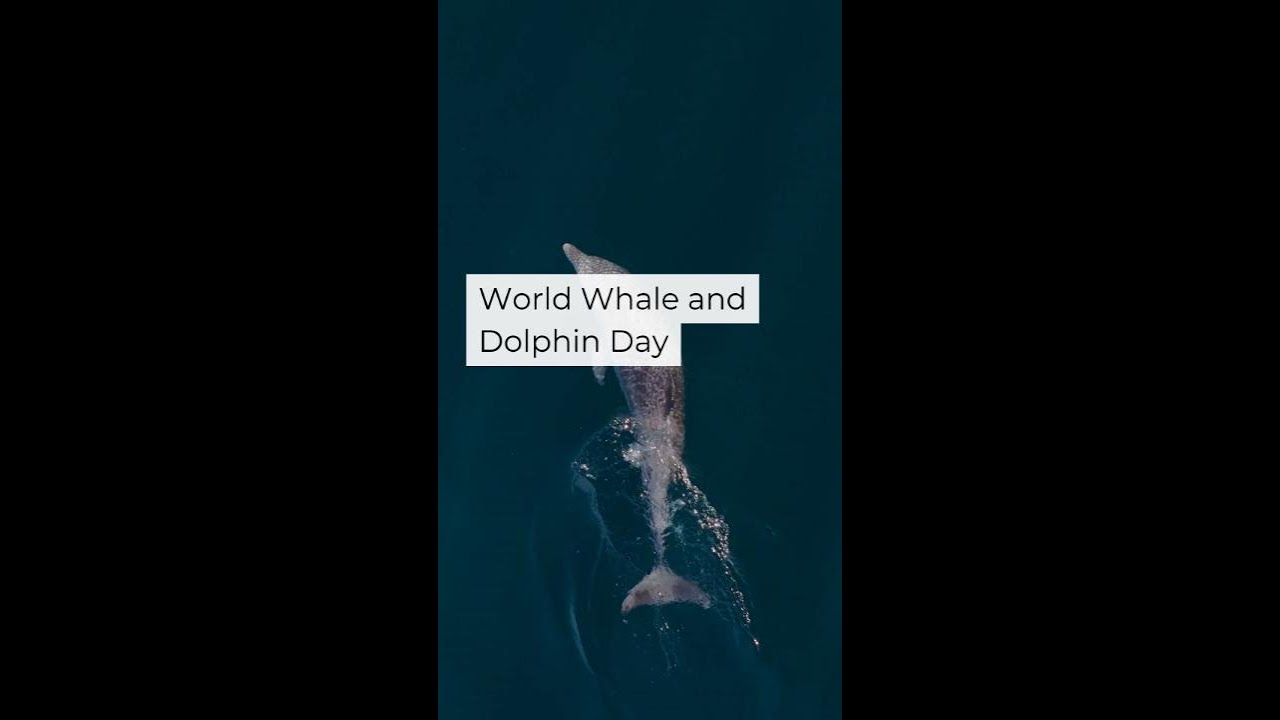 We’re going all out for World Whale and Dolphin Day 🐋