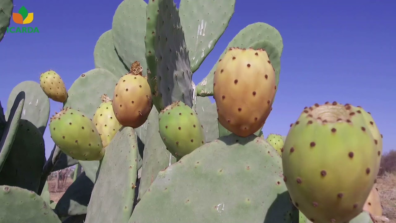 cactus pear fruit production (english version)