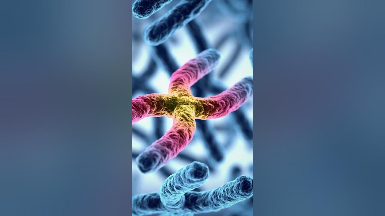 Мужская хромосома 5. Мужские хромосомы. Y хромосома мужская или женская. Почему белков больше чем генов.