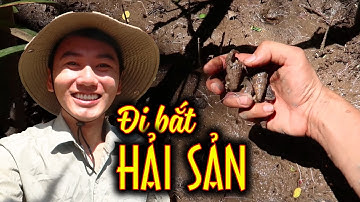BẮT HẢI SẢN ở rừng bần lớn nhất Việt Nam |Món ăn đặc sản Miền Tây