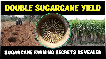 Sugarcane Farming: Tips and Tricks for Beginners