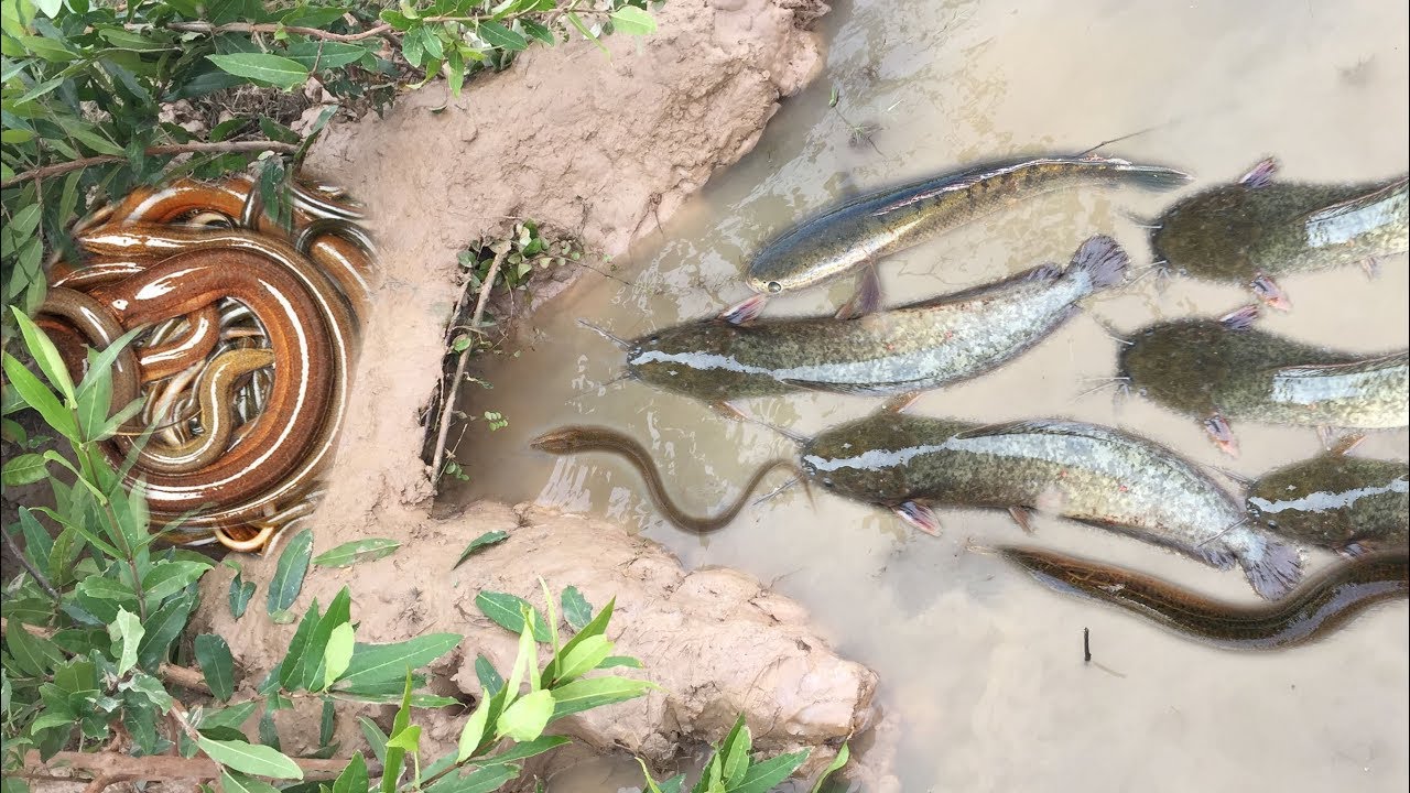 Amazing Muddy soil Hole Trap - Smart Man Build Fish Trap By Muddy soil- Get A lot of Eels& Fish