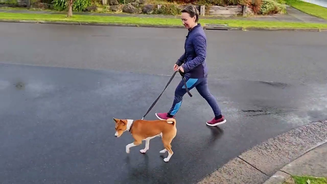 Basenji Leash training - rescue pup Billy learns to walk nicely