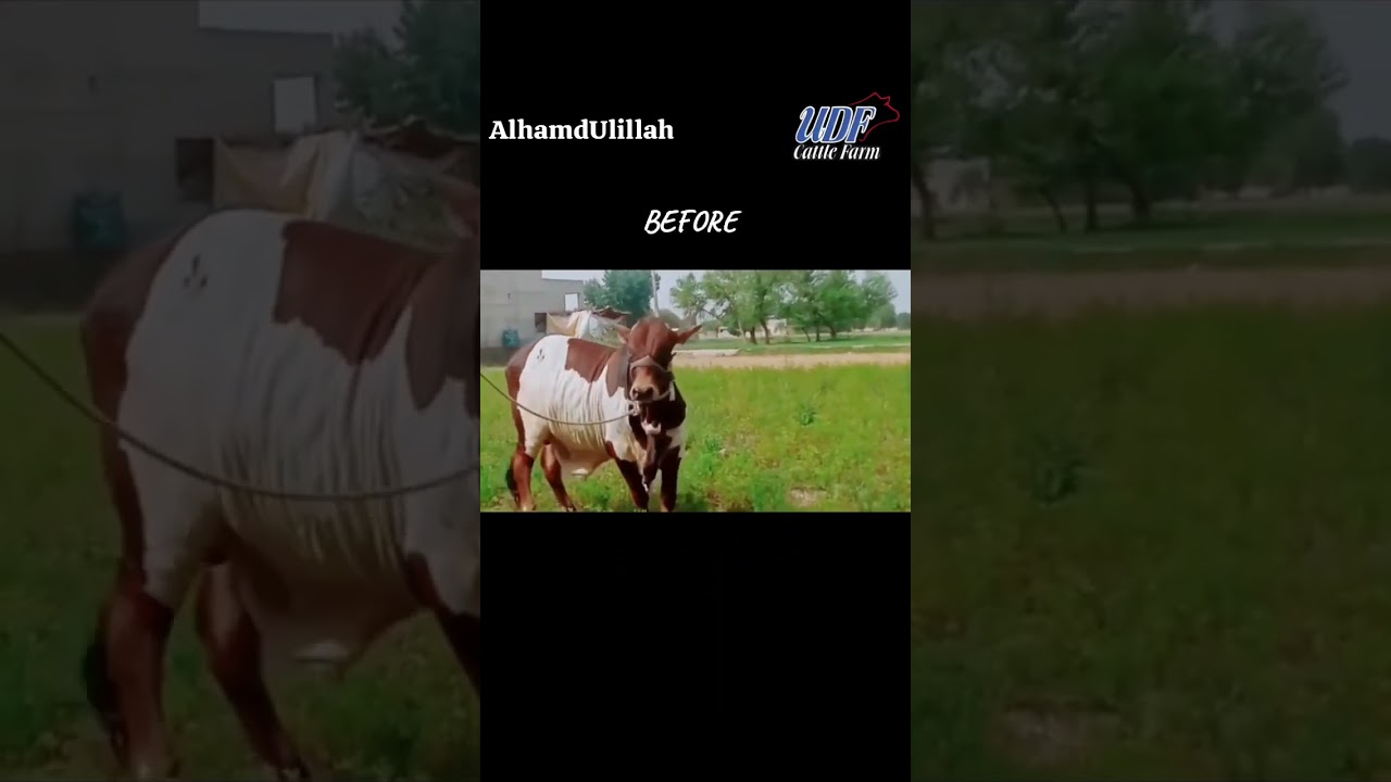 UDF Cattle Fam🇵🇰🇵🇰🇸🇦🇸🇦
