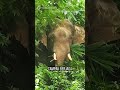Gajah Sedih Datang ke Pemakaman Temannya #shorts #thaielephant
