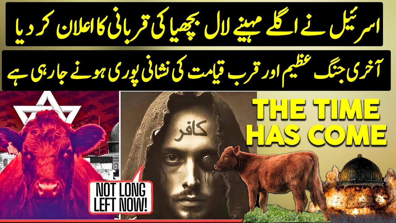 Israel Sacrificing Red Heifer In April | End time Prophecy | Urdu / Hindi