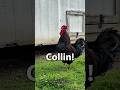 Ref:XVUPbYnaYC8 Collin!, ooooh collin!, cooollliiinnn! #collin #c #backyardchickens #farmanimals #chickens #haha