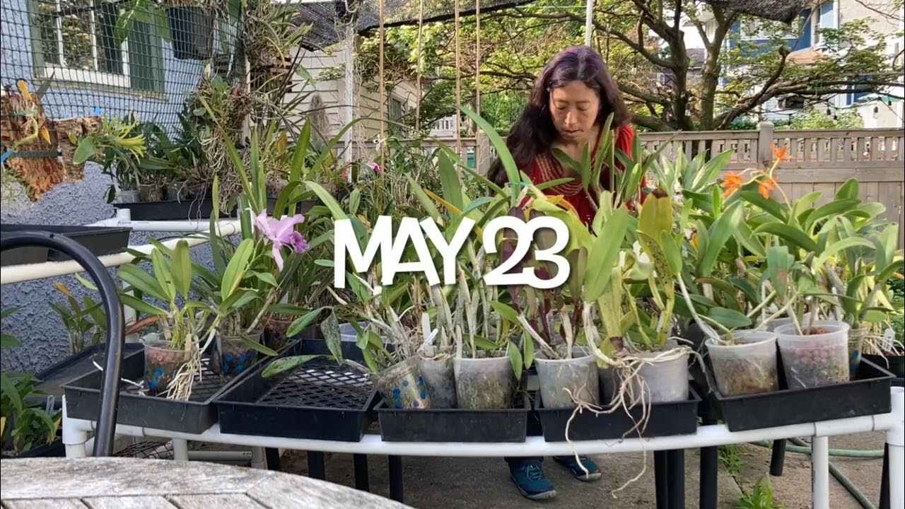 Moving Orchids Outside for the Summer YouTube