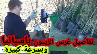 ( 2)غرس اشجار الزيتون في اسبانيا??