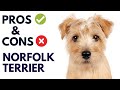 Norfolk terrier dog pros and cons  norfolk terrier advantages and disadvantages animalplatoon